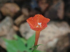 Ipomoea cristulata