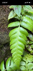 Cyathea grandifolia