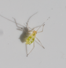 Euceraphis
