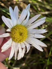 Leucanthemum vulgare