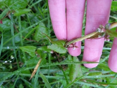 Convolvulus arvensis