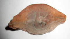 Terminalia brachystemma