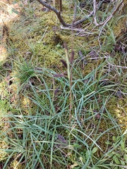 Carex flacca