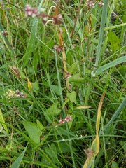 Convolvulus arvensis