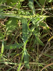 Leucanthemum vulgare