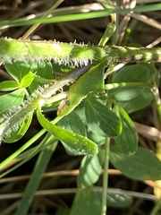 Leucanthemum vulgare