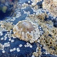 Hexanauplia