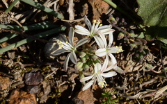 Trachyandra chlamydophylla