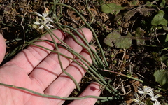 Trachyandra chlamydophylla