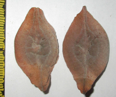 Terminalia brachystemma