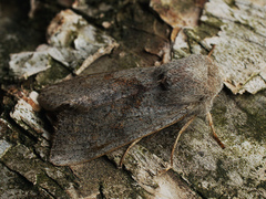 Orthosia opima