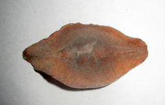 Terminalia brachystemma