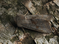 Orthosia opima