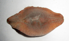 Terminalia brachystemma