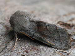 Orthosia opima