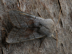 Orthosia opima