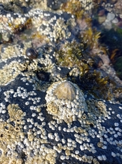 Hexanauplia