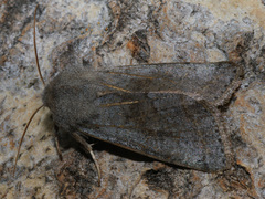 Orthosia opima