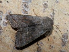 Orthosia opima