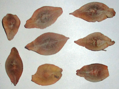 Terminalia brachystemma