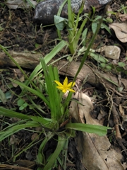 Hypoxis hirsuta