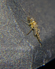 Chironomidae