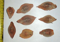 Terminalia brachystemma