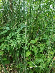 Equisetum hyemale