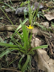Hypoxis hirsuta