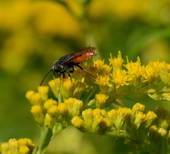 Sphecodes albilabris