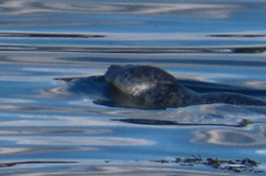 Phoca vitulina vitulina