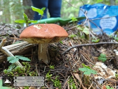 Leccinum ponderosum