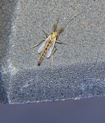 Chironomidae