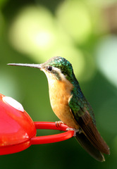 Lampornis castaneoventris