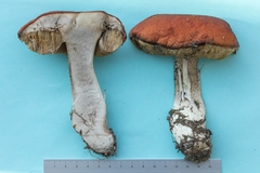 Leccinum ponderosum