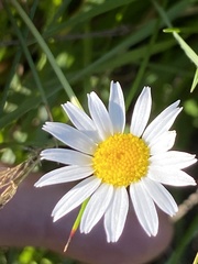 Anthemis arvensis