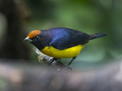Euphonia xanthogaster