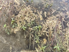 Veronica anagallis-aquatica