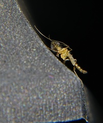Chironomidae