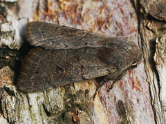 Orthosia populeti