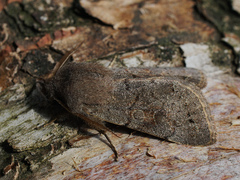 Orthosia populeti