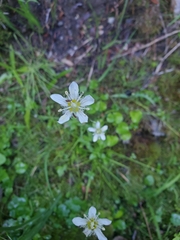 Parnassia fimbriata