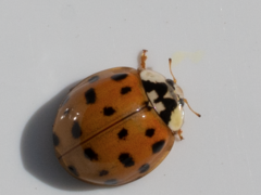 Harmonia axyridis