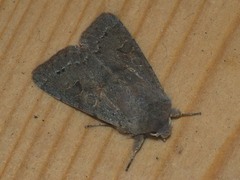 Orthosia populeti