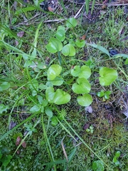 Parnassia fimbriata