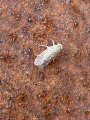 Melanoliarus aridus