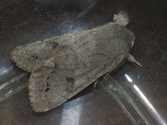 Orthosia populeti