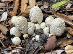 Coprinopsis variegata