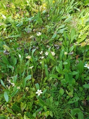 Parnassia fimbriata