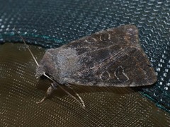 Orthosia populeti